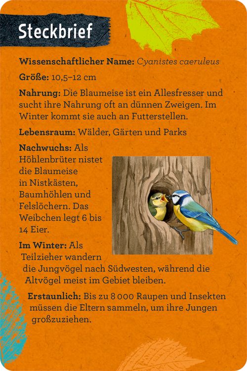 Produktbild: 50 V&ouml;gel bestimmen