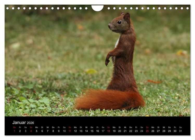 Produktbild: Artist im Garten. Das Eichh&ouml;rnchen (Wandkalender 2026 DIN A4 quer), CALVENDO Monatskalender