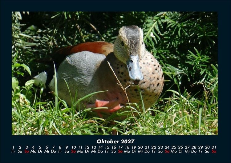 Produktbild: Welt der V&ouml;gel 2027 Fotokalender DIN A4