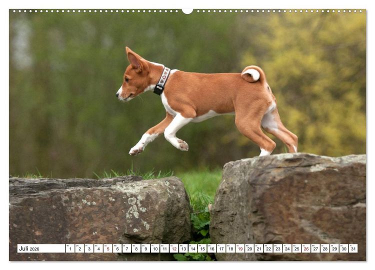 Produktbild: Wunderbare Basenji Welpenzeit (Wandkalender 2026 DIN A2 quer), CALVENDO Monatskalender