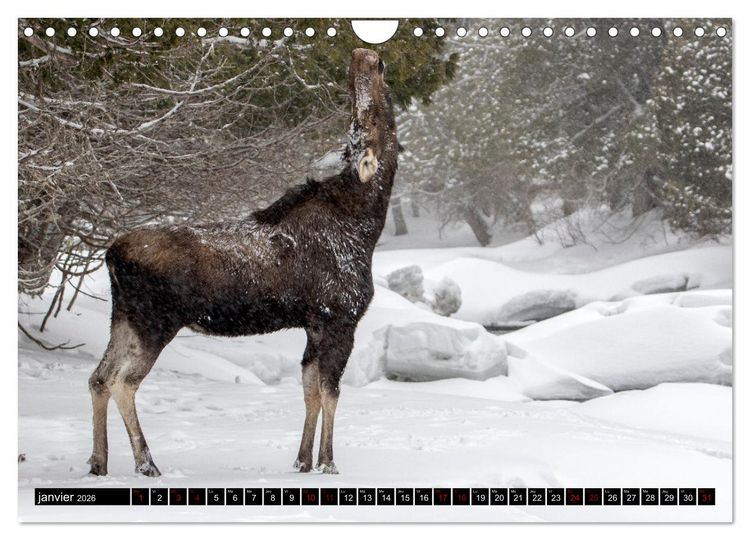 Produktbild: LE G&Eacute;ANT DES FOR&Ecirc;TS CANADIENNES (Calendrier mural 2026 DIN A4 vertical), CALVENDO calendrier mensuel