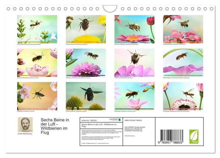 Produktbild: Sechs Beine in der Luft - Wildbienen im Flug (Wandkalender 2026 DIN A4 quer), CALVENDO Monatskalender