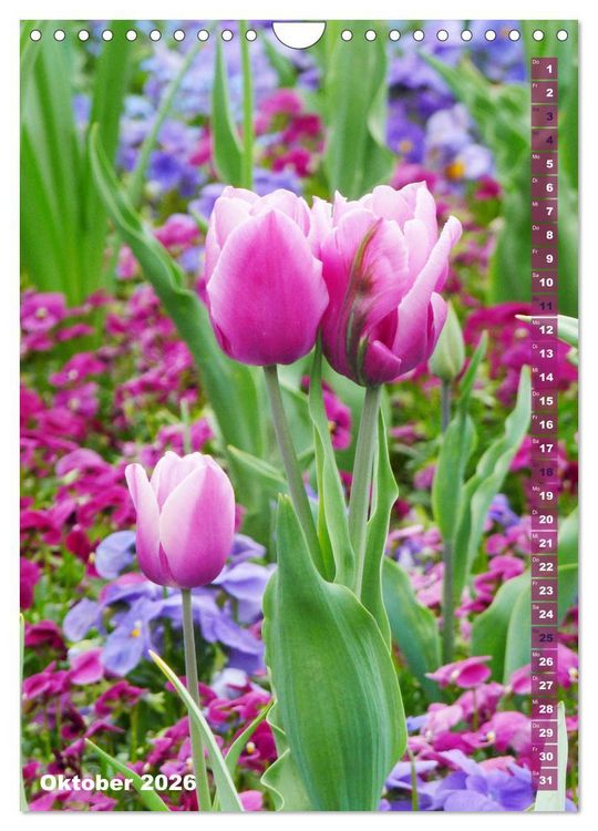 Produktbild: Bunte Tulpenpracht (Wandkalender 2026 DIN A4 hoch), CALVENDO Monatskalender