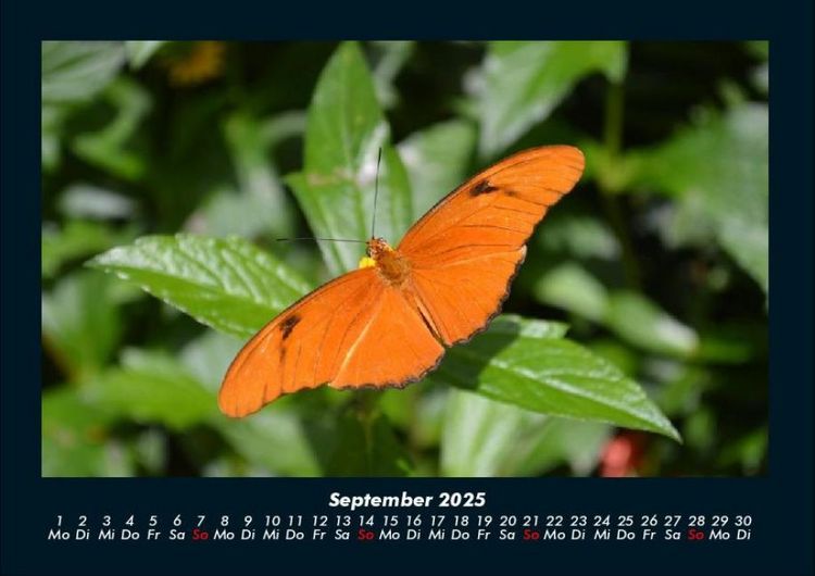 Produktbild: Bunte Pracht der Schmetterlinge 2025 Fotokalender DIN A4