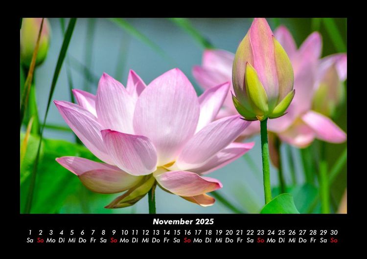 Produktbild: Blumenzauber 2025 Fotokalender DIN A3