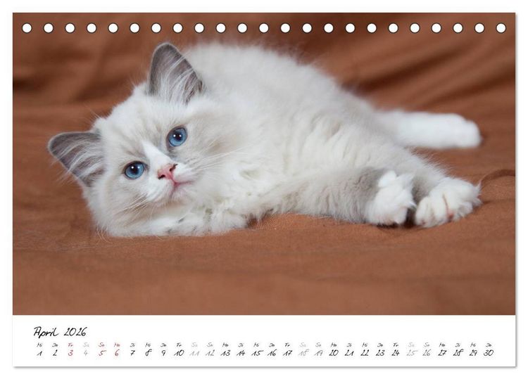 Produktbild: Ragdoll Kitten (Tischkalender 2026 DIN A5 quer), CALVENDO Monatskalender