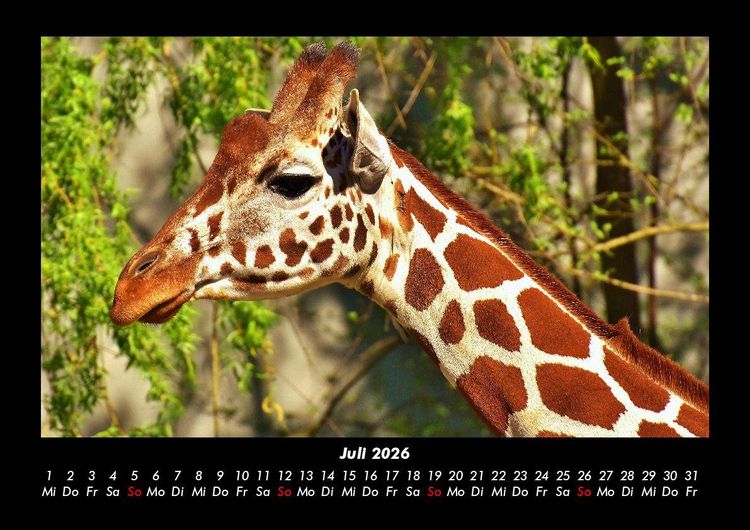 Produktbild: Giraffen 2026 Fotokalender DIN A3
