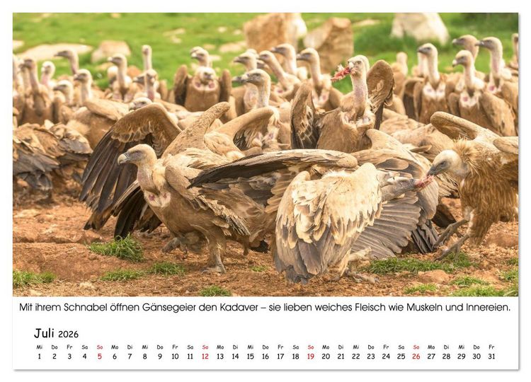 Produktbild: Die Geier sind los (Wandkalender 2026 DIN A4 quer), CALVENDO Monatskalender