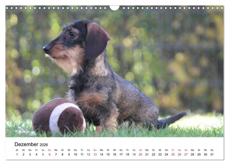 Produktbild: Ein Dackelkind blickt zur&uuml;ck (Wandkalender 2026 DIN A3 quer), CALVENDO Monatskalender