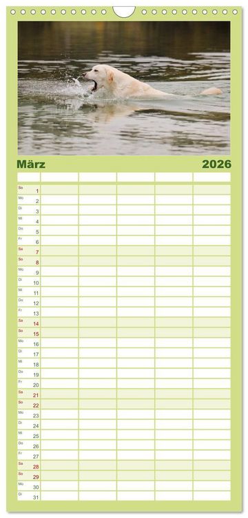 Produktbild: Familienplaner 2026 - Labrador Retriever 2026 mit 5 Spalten (Wandkalender, 21 x 45 cm) CALVENDO