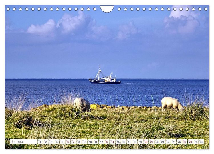 Produktbild: Am Elbdeich - Von Schiffen und Schafen (Wandkalender 2026 DIN A4 quer), CALVENDO Monatskalender