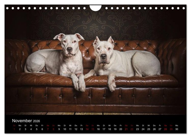 Produktbild: DOGO ARGENTINO (Wandkalender 2026 DIN A4 quer), CALVENDO Monatskalender