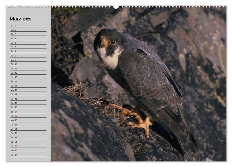 Produktbild: Falken und Greifv&ouml;gel - Edle J&auml;ger (hochwertiger Premium Wandkalender 2026 DIN A2 quer), Kunstdruck in Hochglanz