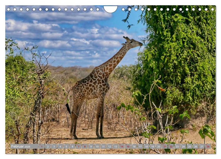 Produktbild: Namibia - Von Nord nach S&uuml;d (Wandkalender 2026 DIN A4 quer), CALVENDO Monatskalender