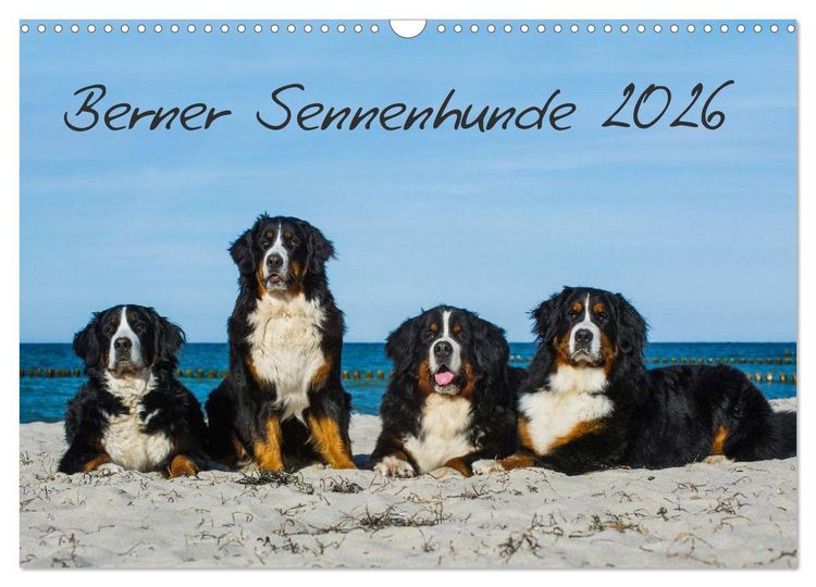 Produktbild: Berner Sennenhund 2026 (Wandkalender 2026 DIN A3 quer), CALVENDO Monatskalender