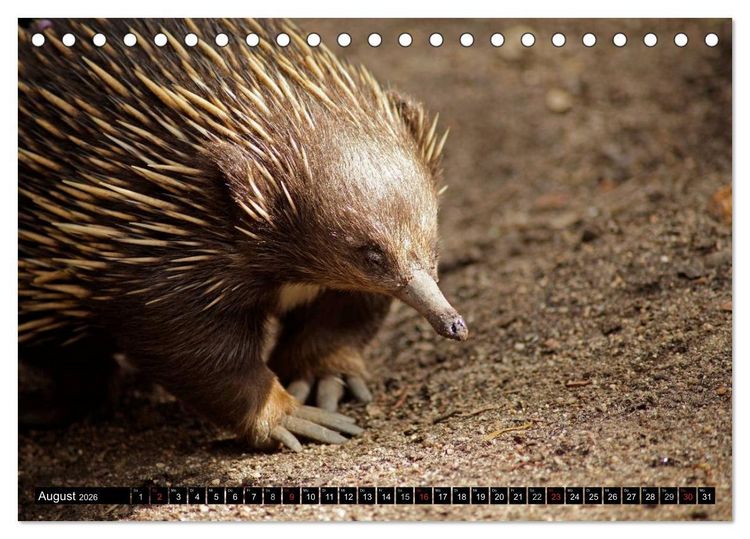 Produktbild: Die Tierwelt in Australien (Tischkalender 2026 DIN A5 quer), CALVENDO Monatskalender