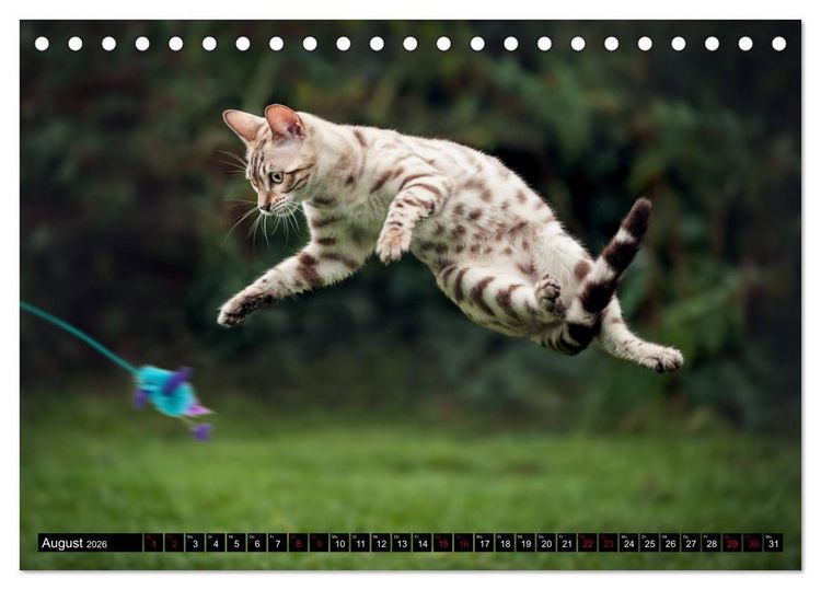 Produktbild: Bengalen Outdoor und Action (Tischkalender 2026 DIN A5 quer), CALVENDO Monatskalender