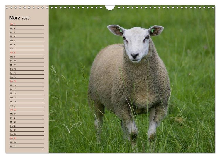 Produktbild: Schafe z&auml;hlen leicht gemacht! (Wandkalender 2026 DIN A3 quer), CALVENDO Monatskalender