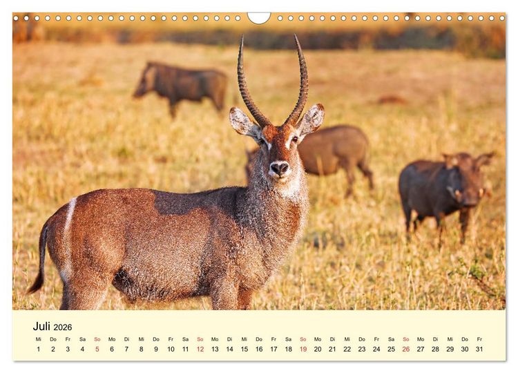 Produktbild: Traumhaftes Malawi (Wandkalender 2026 DIN A3 quer), CALVENDO Monatskalender
