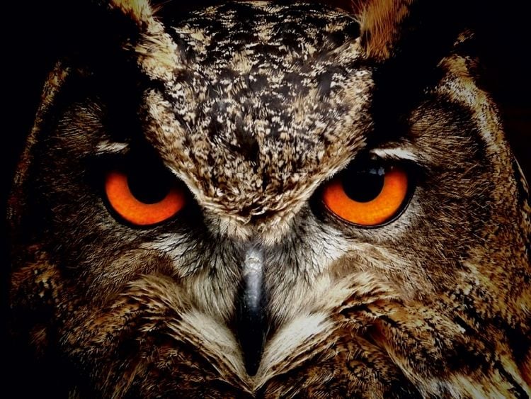 Produktbild: CALVENDO Puzzle Ein Bild aus dem Kalender Eulen - Augen der Nacht | 1000 Teile Lege-Gr&ouml;&szlig;e 64x48cm Foto-Puzzle f&uuml;r gl&uuml;ckliche Stunden