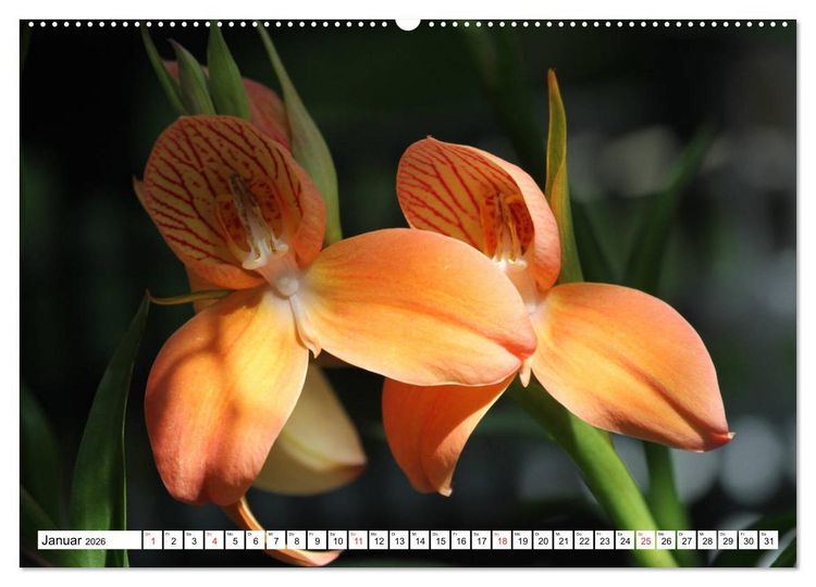 Produktbild: Prachtvolle Orchideen (hochwertiger Premium Wandkalender 2026 DIN A2 quer), Kunstdruck in Hochglanz