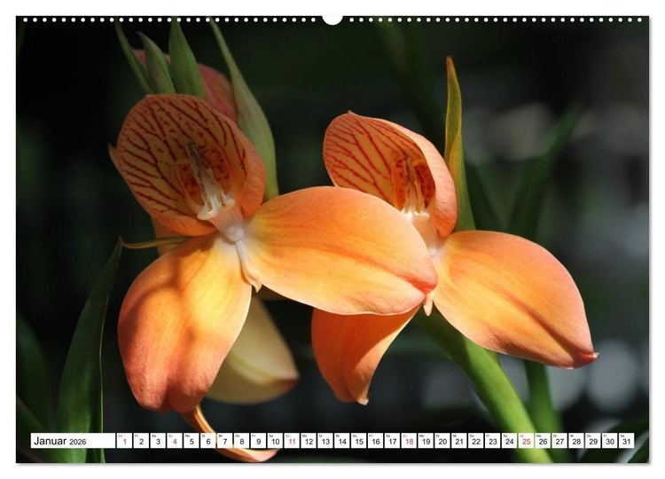 Produktbild: Prachtvolle Orchideen (Wandkalender 2026 DIN A2 quer), CALVENDO Monatskalender
