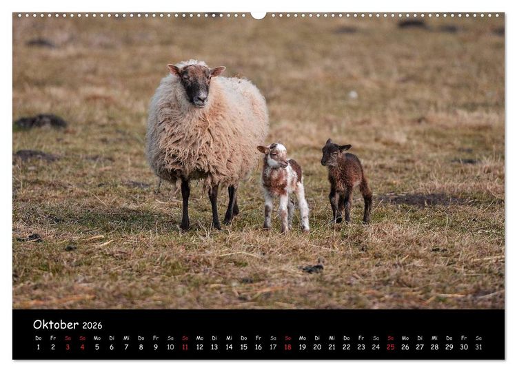 Produktbild: Schafe und L&auml;mmer (Wandkalender 2026 DIN A2 quer), CALVENDO Monatskalender