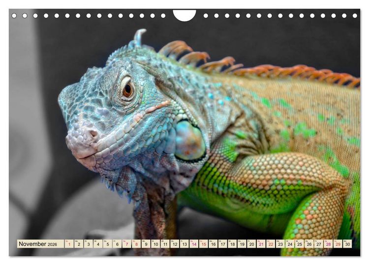 Produktbild: Wundersch&ouml;ner Leguan (Wandkalender 2026 DIN A4 quer), CALVENDO Monatskalender