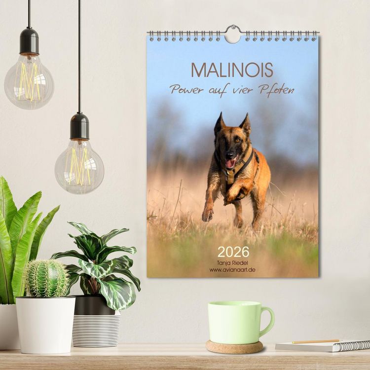 Produktbild: Malinois Power auf vier Pfoten (Wandkalender 2026 DIN A4 hoch), CALVENDO Monatskalender