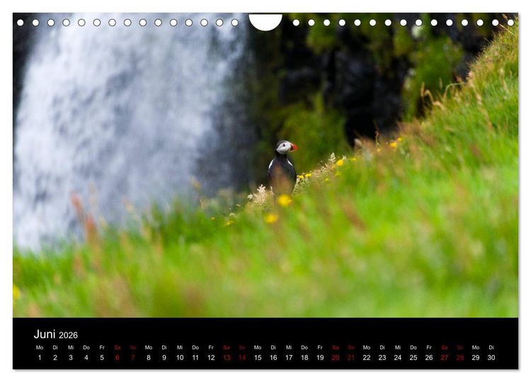 Produktbild: Puffins - V&ouml;gel des Nordens (Wandkalender 2026 DIN A4 quer), CALVENDO Monatskalender