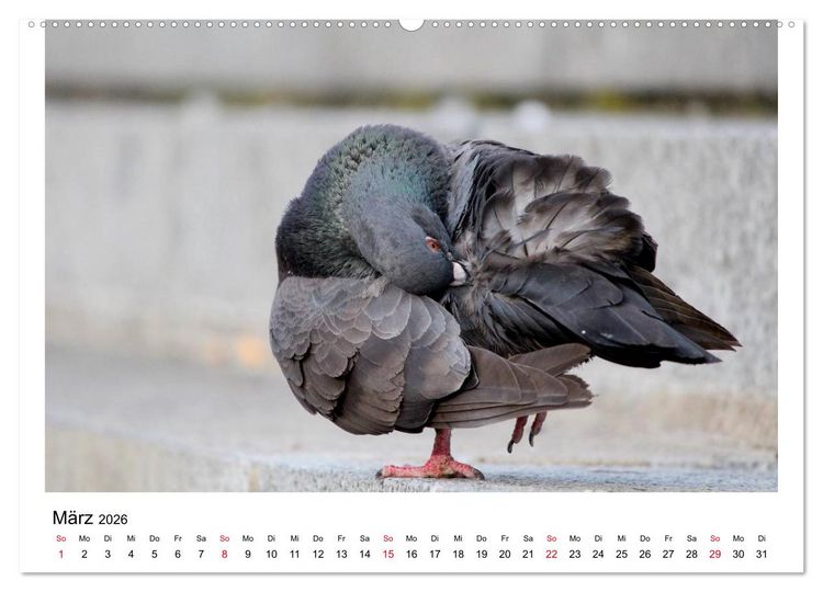 Produktbild: Geliebte Tauben (hochwertiger Premium Wandkalender 2026 DIN A2 quer), Kunstdruck in Hochglanz