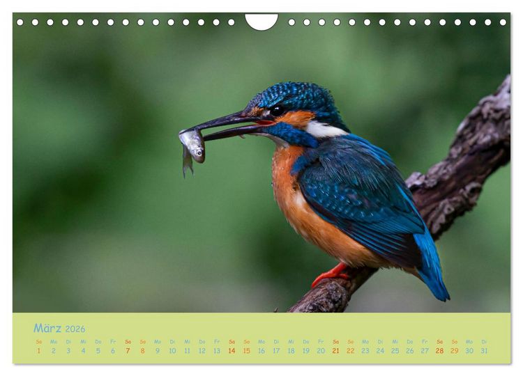 Produktbild: Eisv&ouml;gel, faszinierende kleine Flieger. (Wandkalender 2026 DIN A4 quer), CALVENDO Monatskalender