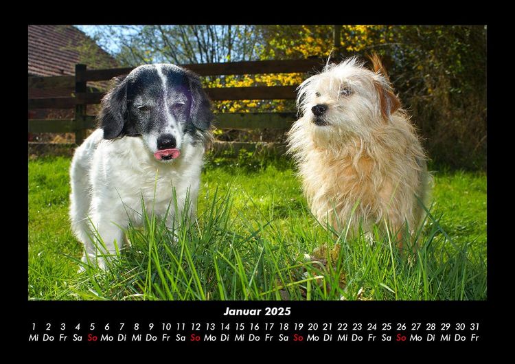 Produktbild: Hundezauber 2025 Fotokalender DIN A3
