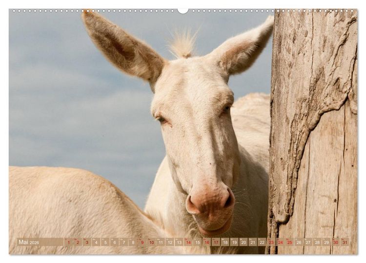 Produktbild: Wei&szlig;e Esel - M&auml;rchenhafte Langohren (Wandkalender 2026 DIN A2 quer), CALVENDO Monatskalender