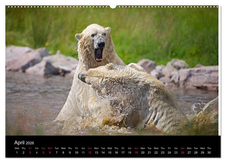 Produktbild: POLAR BEARS - ARCTIC LEGENDS (High Quality Premium Wall Calendar 2026 DIN A2 landscape),CALVENDO 12 Month Wall Calendar