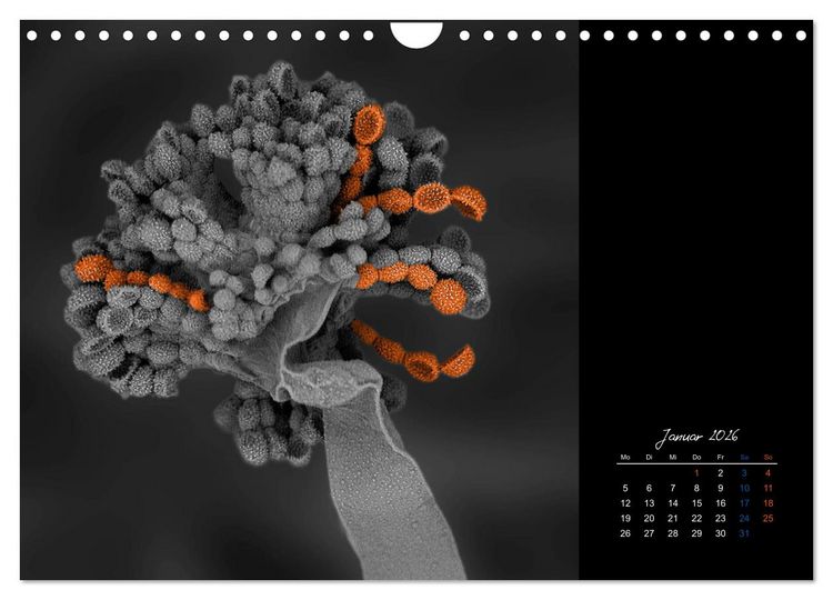 Produktbild: strucTEMs Mikrowelt - Winzige Nachbarn ganz gro&szlig; (Wandkalender 2026 DIN A4 quer), CALVENDO Monatskalender