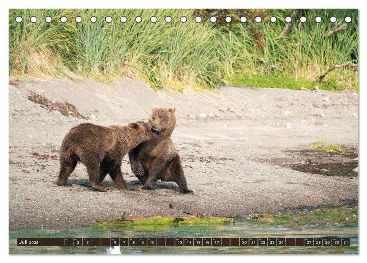 Produktbild: Grizzlyb&auml;ren im Katmai Nationalpark Alaska (Tischkalender 2026 DIN A5 quer), CALVENDO Monatskalender