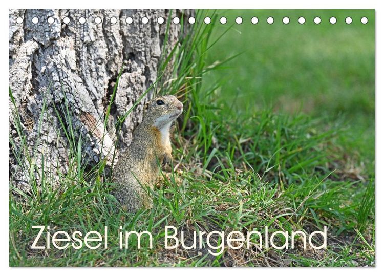 Produktbild: Ziesel im Burgenland (Tischkalender 2026 DIN A5 quer), CALVENDO Monatskalender