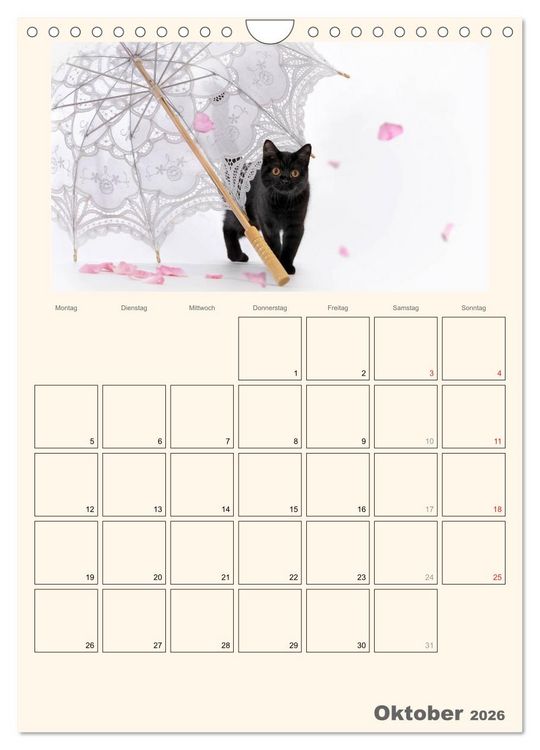 Produktbild: Schmusige Britisch Kurzhaar (Wandkalender 2026 DIN A4 hoch), CALVENDO Monatskalender