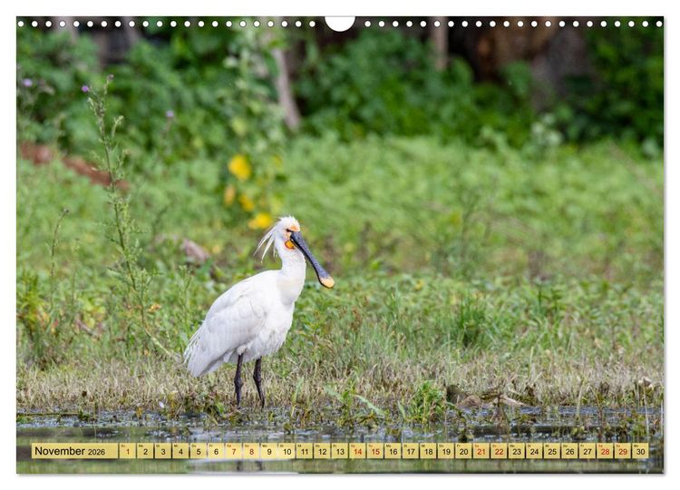 Produktbild: Donaudelta - Europas gro&szlig;es Vogelparadies (Wandkalender 2026 DIN A3 quer), CALVENDO Monatskalender