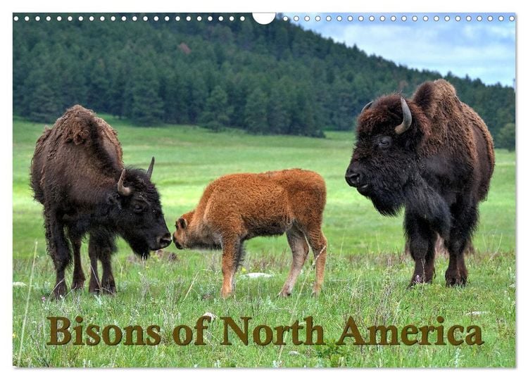 Produktbild: Bisons of North America (Wall Calendar 2026 DIN A3 landscape), CALVENDO 12 Month Wall Calendar
