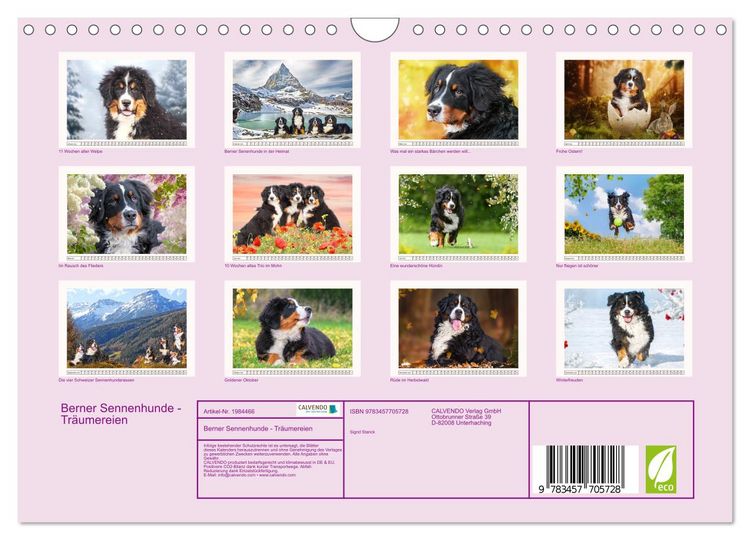 Produktbild: Berner Sennenhunde - Tr&auml;umereien (Wandkalender 2026 DIN A4 quer), CALVENDO Monatskalender