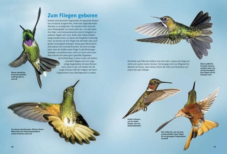 Produktbild: Entdecke die Kolibris