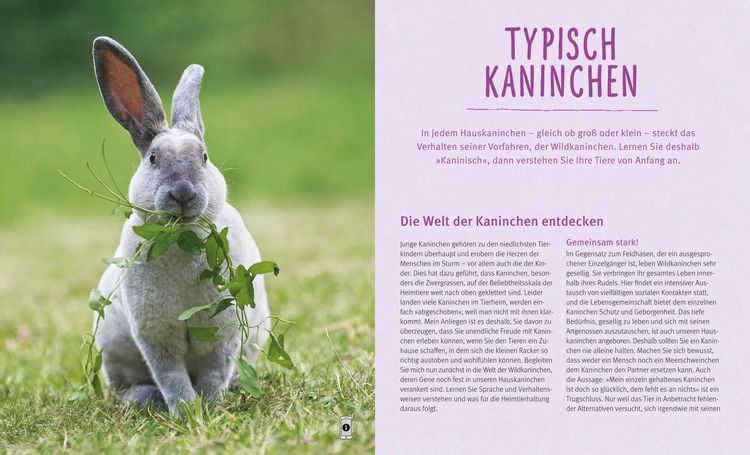Produktbild: Kaninchen im Au&szlig;engehege