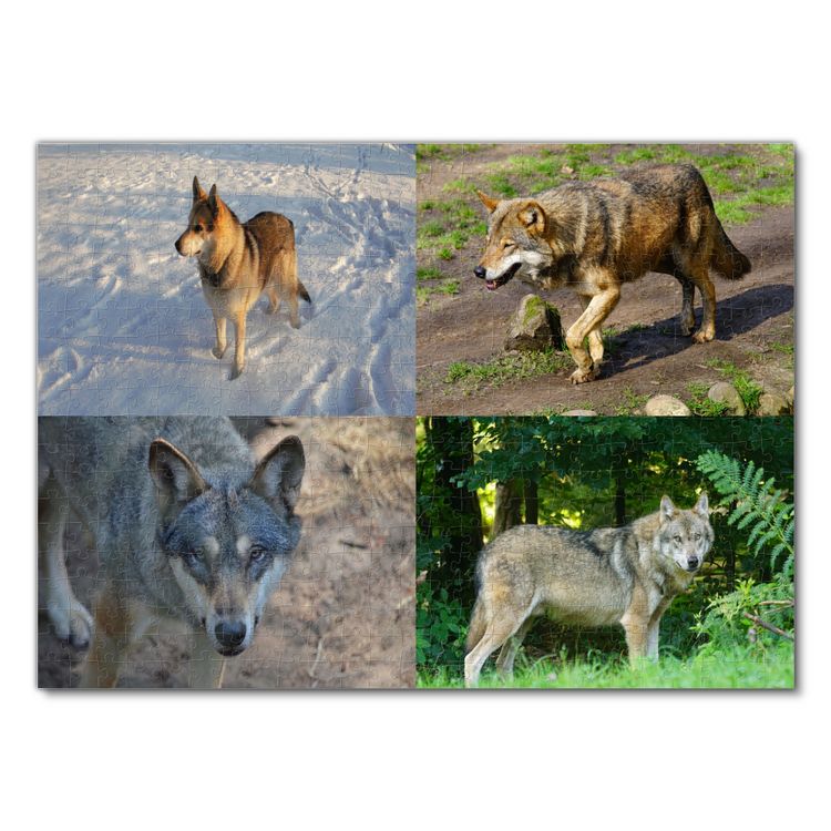 Produktbild: Lais Puzzle Collage Wolf 500 Teile