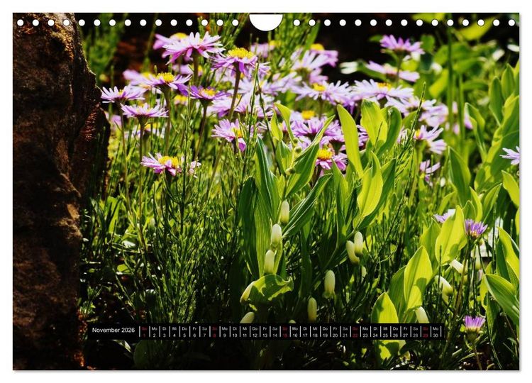 Produktbild: Bl&uuml;ten-Zauber am Wegesrand 2026 (Wandkalender 2026 DIN A4 quer), CALVENDO Monatskalender