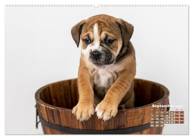 Produktbild: Old English Bulldog Welpen (hochwertiger Premium Wandkalender 2026 DIN A2 quer), Kunstdruck in Hochglanz