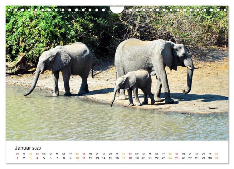 Produktbild: Elefanten Impressionen (Wandkalender 2026 DIN A4 quer), CALVENDO Monatskalender