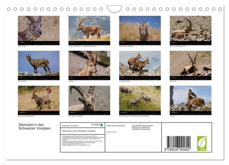 Produktbild: Steinwild in den Schweizer Voralpen (Wandkalender 2026 DIN A4 quer), CALVENDO Monatskalender