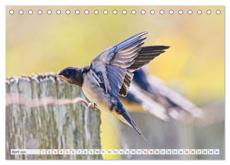 Produktbild: Rauchschwalben - Boten des Sommers (Tischkalender 2026 DIN A5 quer), CALVENDO Monatskalender